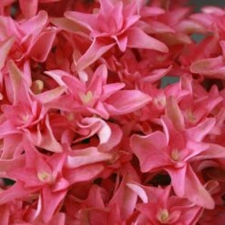 Hortensia Ou Hydrangea Macrophylla YOU & ME ® Princess Diana 'H213' -Garden Supplies Sales Shop 8053 hortensia macrophylla you me princess diana boos t1000