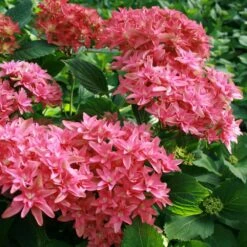 Hortensia Ou Hydrangea Macrophylla YOU & ME ® Princess Diana 'H213' -Garden Supplies Sales Shop 8053c hortensia macrophylla you me princess diana boos t1000