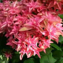 Hortensia Ou Hydrangea Macrophylla YOU & ME ® Princess Diana 'H213' -Garden Supplies Sales Shop 8053d hortensia macrophylla you me princess diana boos t1000