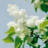 Lilas Commun Double Mme Lemoine 1 Lilas Commun Double Mme Lemoine -Garden Supplies Sales Shop 8054 lilas mme lemoine hd ll030021 horticolor t1000