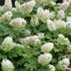 Hortensia à Feuilles De Chêne Ou Hydrangea Quercifolia -Garden Supplies Sales Shop 8055 hortensia quercifolia t1000