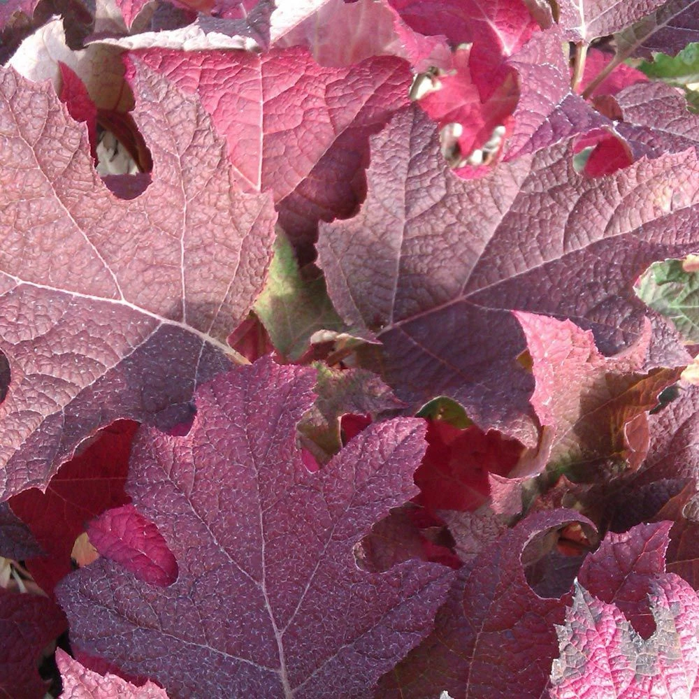 Hortensia à Feuilles De Chêne Ou Hydrangea Quercifolia 4 Hortensia à Feuilles De Chêne Ou Hydrangea Quercifolia - Image 2