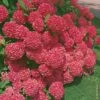 Hortensia Ou Hydrangea Macrophylla 'Sybilla' 2 Hortensia Ou Hydrangea Macrophylla 'Sybilla' -Garden Supplies Sales Shop 8056 hortensia macrophylla sybilla taille1000 ho