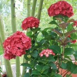 Hortensia Ou Hydrangea Macrophylla Julisa Cov