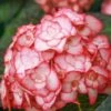 Hortensia Ou Hydrangea Macrophylla YOU & ME ® Miss Saori 2 Hortensia Ou Hydrangea Macrophylla YOU & ME ® Miss Saori -Garden Supplies Sales Shop 8060 hortensia macrophylla miss saori taille1000 ho