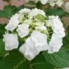 Hortensia Ou Hydrangea Macrophylla Wedding Gown Cov 1 Hortensia Ou Hydrangea Macrophylla Wedding Gown Cov -Garden Supplies Sales Shop 8061 hortensia macrophylla wedding gown cov taille1000 ho
