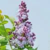 Lilas Commun Double Michel Buchner -Garden Supplies Sales Shop 8062 lilas michel buchner 1