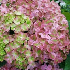 Hortensia Ou Hydrangea Macrophylla ‘Valvert’ Cov -Garden Supplies Sales Shop 8066b hortensia macrophylla valvert boos t1000