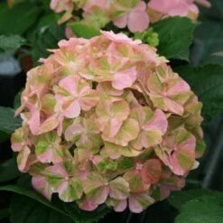 Hortensia Ou Hydrangea Macrophylla ‘Valvert’ Cov -Garden Supplies Sales Shop 8066c hortensia macrophylla valvert boos t1000