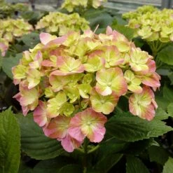 Hortensia Ou Hydrangea Macrophylla ‘Valvert’ Cov -Garden Supplies Sales Shop 8066e hortensia macrophylla valvert boos t1000