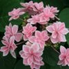 Hortensia Macrophylla Ou Hydrangea Macrophylla 'Tinkerbell' -Garden Supplies Sales Shop 8067 tinkerbelle t1000