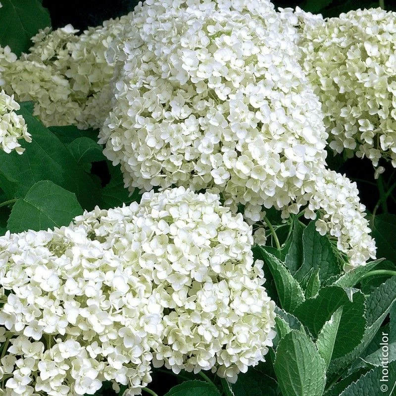 Hortensia De Virginie Ou Hydrangea Arborescens 'Annabelle' 3 Hortensia De Virginie Ou Hydrangea Arborescens 'Annabelle'
