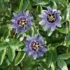 Passiflore Purple Haze -Garden Supplies Sales Shop 8071 passiflore purple haze t1000 1