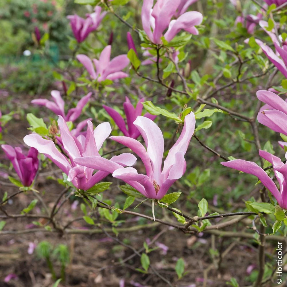 Magnolia Susan 4 Magnolia Susan - Image 2