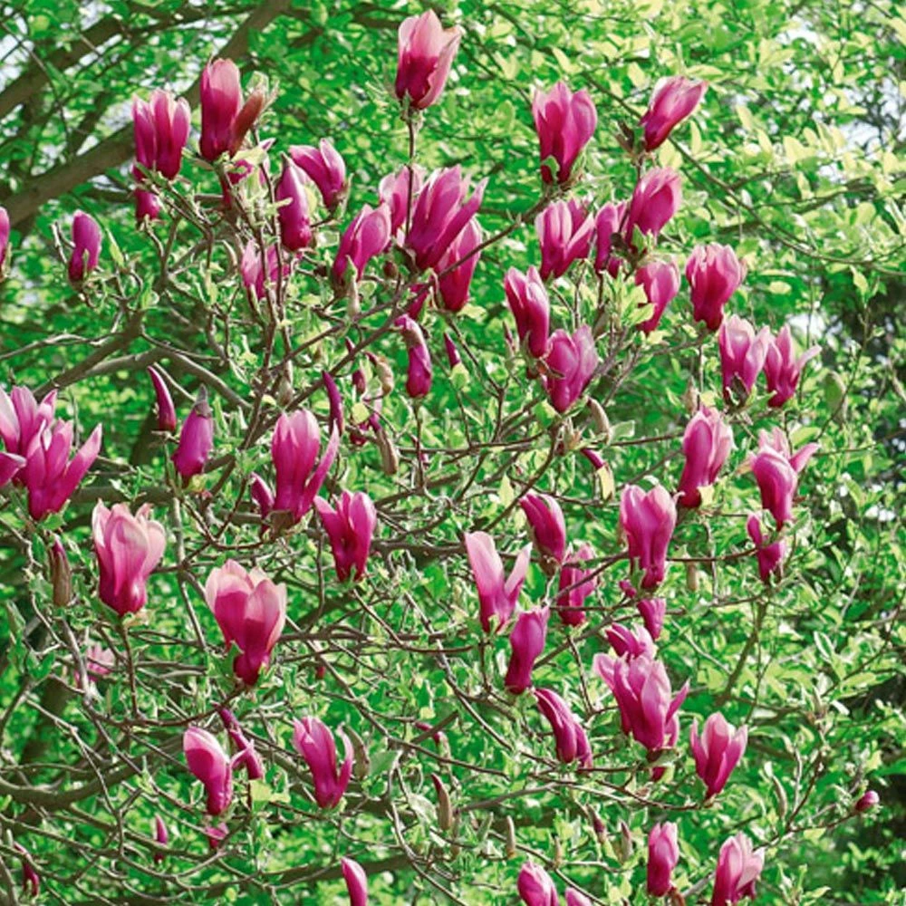 Magnolia Susan 5 Magnolia Susan - Image 3