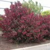 Weigelia Alexandra 2 Weigelia Alexandra -Garden Supplies Sales Shop 8073 weigelia alexandra t1000