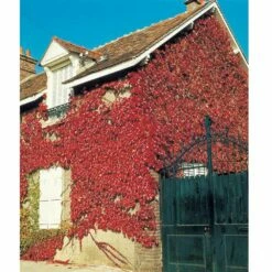 Vigne Vierge Parthenocissus Tricuspidata 'Veitchii' -Garden Supplies Sales Shop 8077a vigne vierge t1000