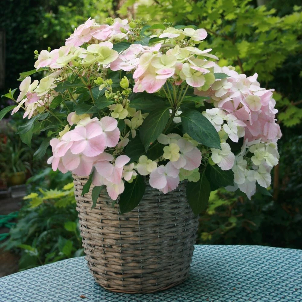 Hortensia Hybride Ou Hydrangea X Scandens FRENCH BOLERO ® 3 Hortensia Hybride Ou Hydrangea X Scandens FRENCH BOLERO ®
