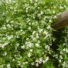Jasmin Officinal, Jasmin Blanc, Vrai Jasmin Ou Jasminum Officinale -Garden Supplies Sales Shop 8084 jasmin officinal