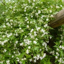 Jasmin Officinal, Jasmin Blanc, Vrai Jasmin Ou Jasminum Officinale