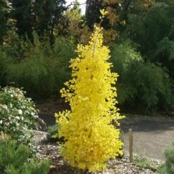 Arbre Aux Quarante écus Ou Ginkgo Biloba 'Blagon'