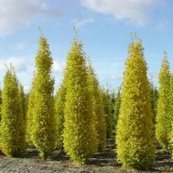 Arbre Aux Quarante écus Ou Ginkgo Biloba 'Blagon' -Garden Supplies Sales Shop 8087a ginko biloba blagon t1000