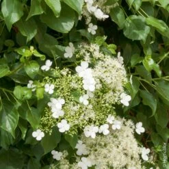 Hortensia Grimpant Ou Hydrangea Petiolaris -Garden Supplies Sales Shop 8090 hortensia grimpant hi