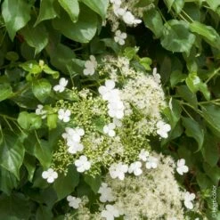 Hortensia Grimpant Ou Hydrangea Petiolaris -Garden Supplies Sales Shop 8090 hortensia grimpant hi 1