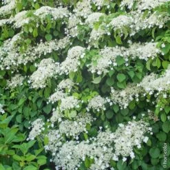 Hortensia Grimpant Ou Hydrangea Petiolaris -Garden Supplies Sales Shop 8090 hortensia grimpant taille1000 ho