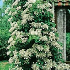 Hortensia Grimpant Ou Hydrangea Petiolaris -Garden Supplies Sales Shop 8090a hortensia grimpant t1000