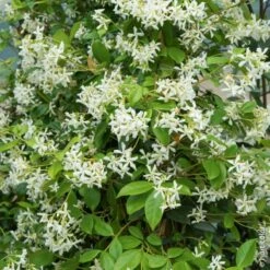Jasmin Etoilé Ou Trachelospermum Jasminoides