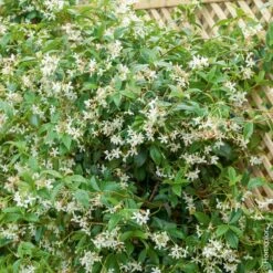 Jasmin Etoilé Ou Trachelospermum Jasminoides -Garden Supplies Sales Shop 8099a jasmin etoil hi