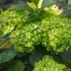 Hortensia Ou Hydrangea Macrophylla Green EVER BELLES ® Hortmagreclo -Garden Supplies Sales Shop 8100hydrangea mac green ever belles sapho chez abjp 20200717 152451 1000