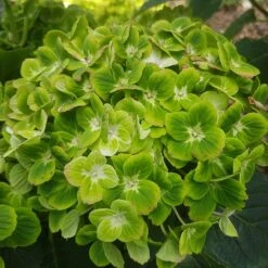 Hortensia Ou Hydrangea Macrophylla Green EVER BELLES ® Hortmagreclo -Garden Supplies Sales Shop 8100hydrangea mac green ever belles sapho chez abjp 20200717 152458 1000