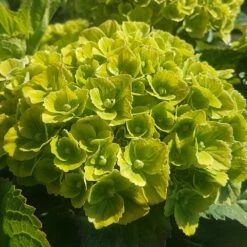 Hortensia Ou Hydrangea Macrophylla Green EVER BELLES ® Hortmagreclo -Garden Supplies Sales Shop 8100hydrangea mac green ever belles sapho chez minier 20200602 105557 1000