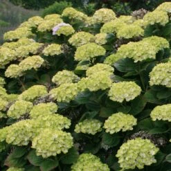 Hortensia Ou Hydrangea Macrophylla Green EVER BELLES ® Hortmagreclo -Garden Supplies Sales Shop 8100hydrangea mac green ever belles sapho chezkolster 202008 img 0668 1000