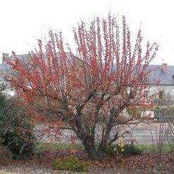 Pommier à Fleurs Ou Malus X PERPETU ® 'Evereste' -Garden Supplies Sales Shop 8102 9 sel malus evereste fruits novembre 300 1000