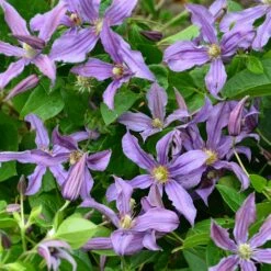 Clématite Arbustive SAPHYRA ® Estrella -Garden Supplies Sales Shop 8121 34 clematis saphyra estrella jardin 11juin15 14 copyright sapho t1000