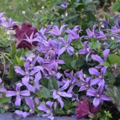 Clématite Arbustive SAPHYRA ® Estrella -Garden Supplies Sales Shop 8121 40 clematis saphyra estrella 28juin15 copyright sapho t1000