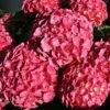 Hortensia Ou Hydrangea Macrophylla Red EVER BELLES ® Hortmalegretto -Garden Supplies Sales Shop 8124 hydrangea mac red ever belles sapho chez minier 20200602 img 0466 1000