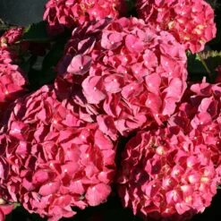 Hortensia Ou Hydrangea Macrophylla Red EVER BELLES ® Hortmalegretto