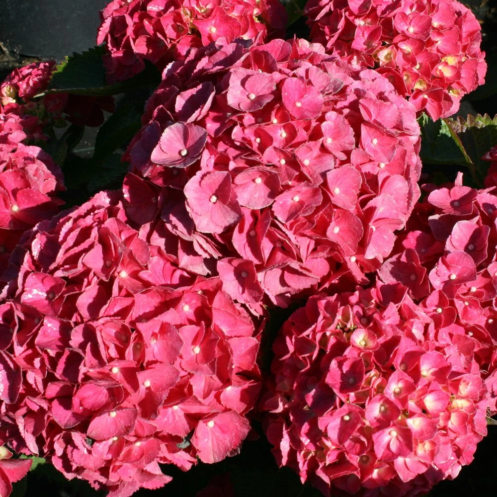Hortensia Ou Hydrangea Macrophylla Red EVER BELLES ® Hortmalegretto 3 Hortensia Ou Hydrangea Macrophylla Red EVER BELLES ® Hortmalegretto
