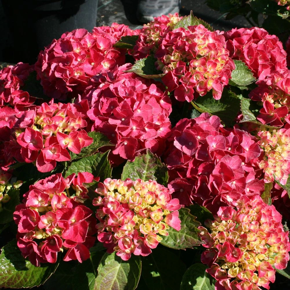 Hortensia Ou Hydrangea Macrophylla Red EVER BELLES ® Hortmalegretto 5 Hortensia Ou Hydrangea Macrophylla Red EVER BELLES ® Hortmalegretto - Image 3