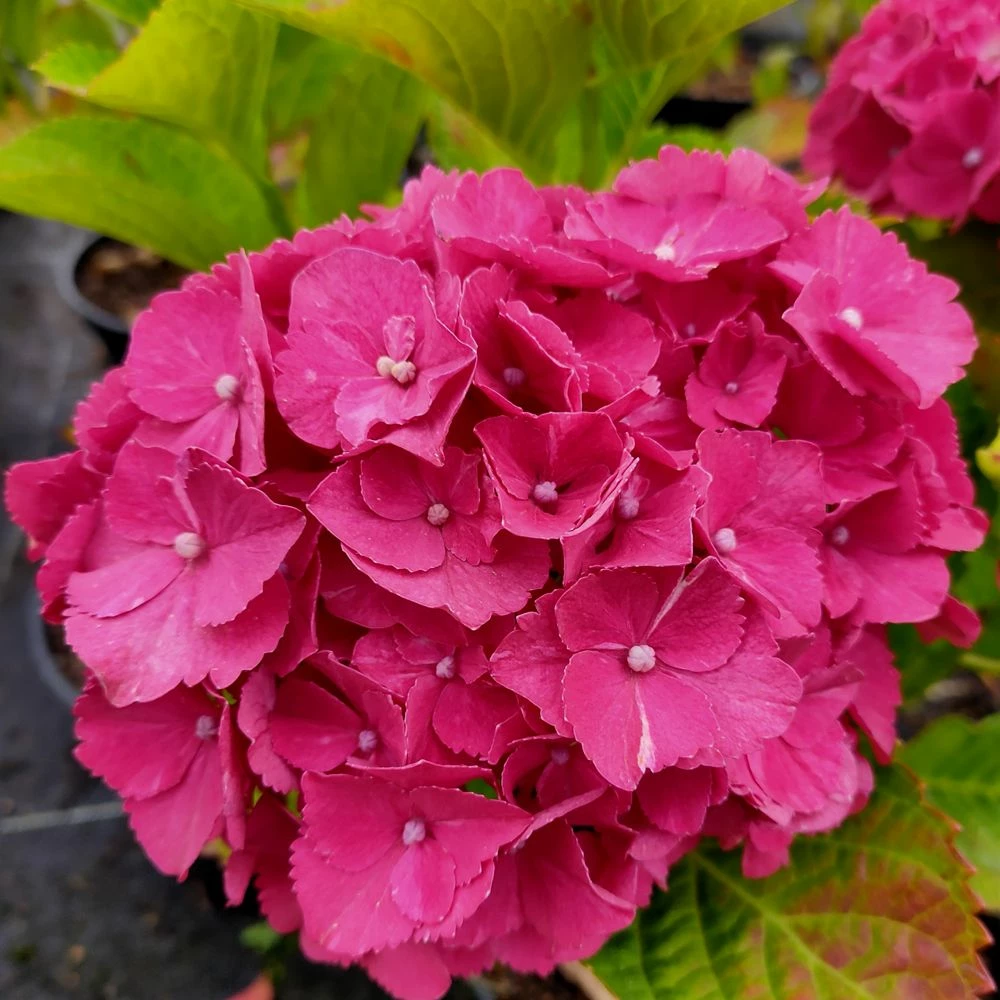 Hortensia Ou Hydrangea Macrophylla Red EVER BELLES ® Hortmalegretto 6 Hortensia Ou Hydrangea Macrophylla Red EVER BELLES ® Hortmalegretto - Image 4