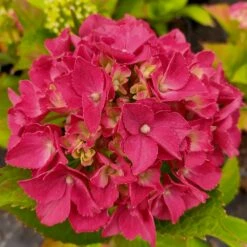 Hortensia Ou Hydrangea Macrophylla Red EVER BELLES ® Hortmalegretto 11 Hortensia Ou Hydrangea Macrophylla Red EVER BELLES ® Hortmalegretto -Garden Supplies Sales Shop 8124 hydrangea macrophylla red ever belles 002 1000