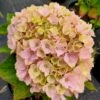 Hortensia Ou Hydrangea Macrophylla Pink EVER BELLES ® Hokomaplico 2 Hortensia Ou Hydrangea Macrophylla Pink EVER BELLES ® Hokomaplico -Garden Supplies Sales Shop 8125 hydrangea macrophylla pink ever belles hokomaplico cont 3 l 1000