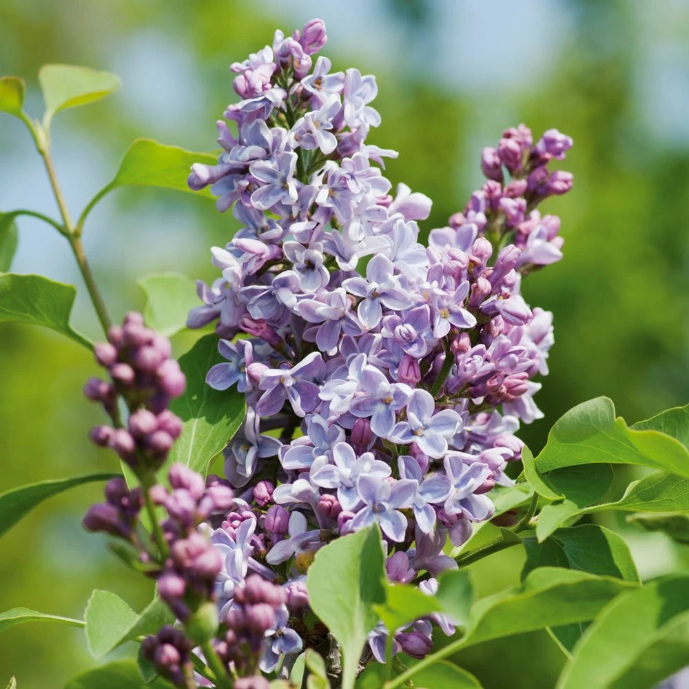 Lilas Commun Président Grevy 2 Lilas Commun Président Grevy