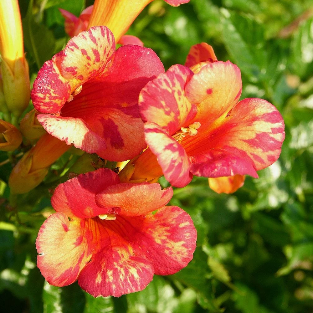 Bignone ORANGEADE ® Tracamp 3 Bignone ORANGEADE ® Tracamp