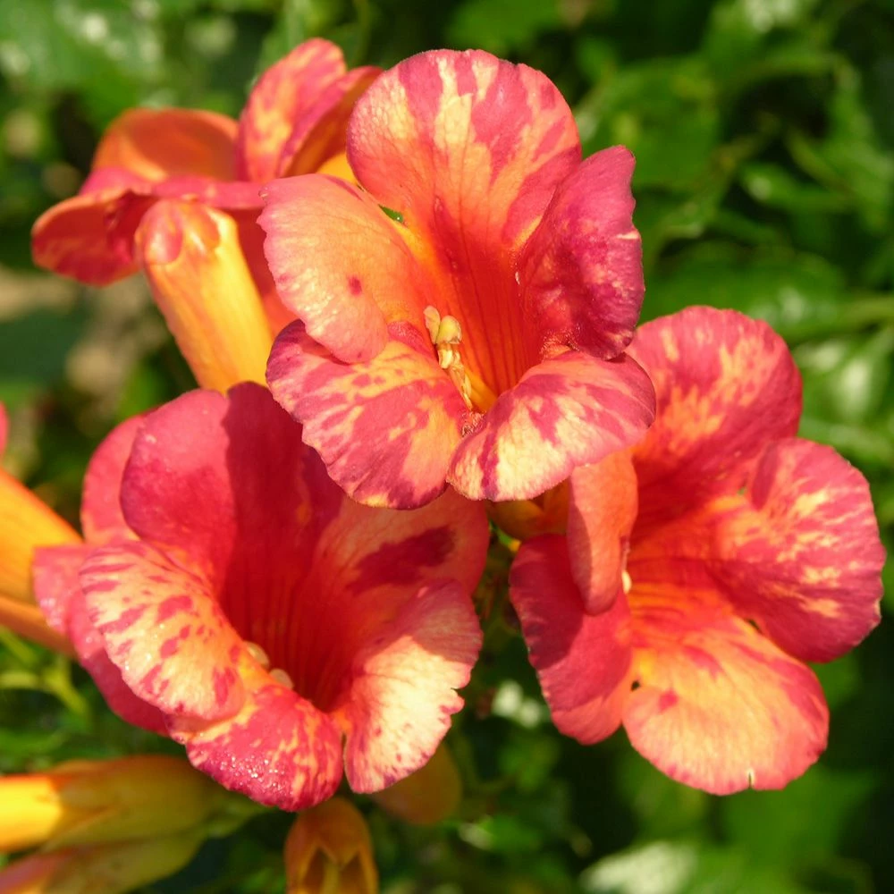 Bignone ORANGEADE ® Tracamp 4 Bignone ORANGEADE ® Tracamp - Image 2