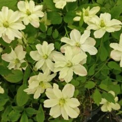 Clématite Montana STARLET ® White Perfume -Garden Supplies Sales Shop 8172 clematis montana starlet white perfume hyflet copyright pepi travers 2 t1000